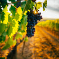 The Intriguing World of Vineyards and Wineries
