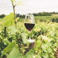 What Is Viticulture? The Essential Practices Every Winery Relies On