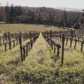 The Fascinating Wine Culture of Napa Valley